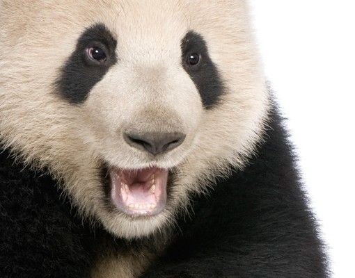 Klebefolien selbstklebend Lachender Panda