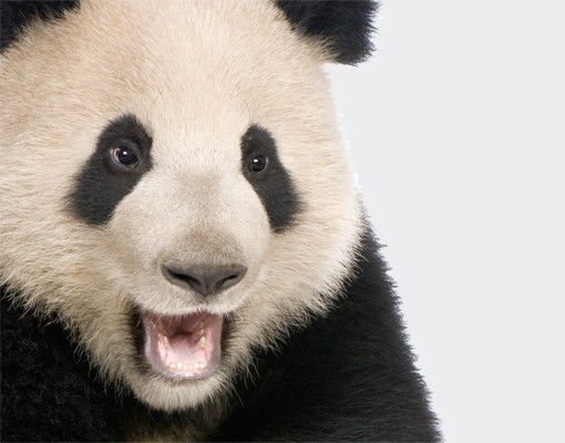 Klebefolien Lachender Panda