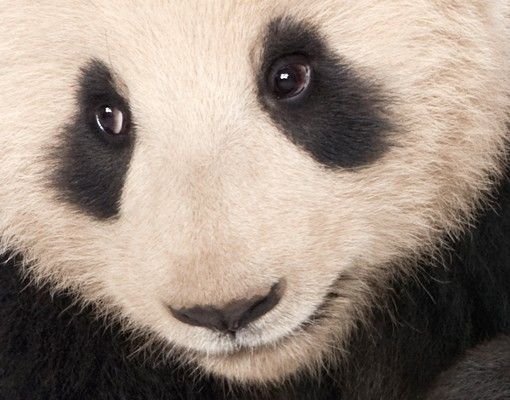 Fliesenaufkleber Panda Tatzen