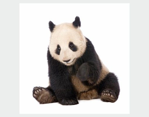 Fenstersticker Tiere Panda Tatzen