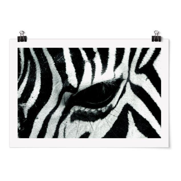 Poster Tiere Zebra Crossing No.4