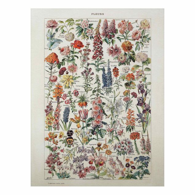 Wandbilder Floral Vintage Lehrtafel Blumen V