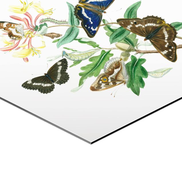 Hexagon Bilder Britische Schmetterlinge IV