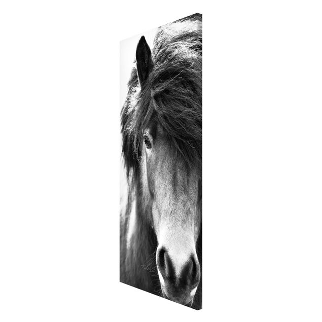 Magnettafeln Tiere Island Pferd in Schwarz-weiß