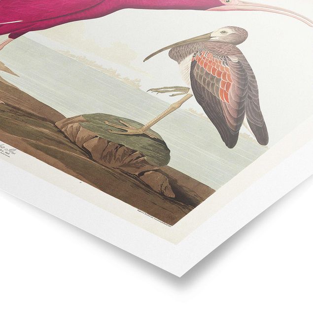 Poster Vintage Vintage Lehrtafel Roter Ibis