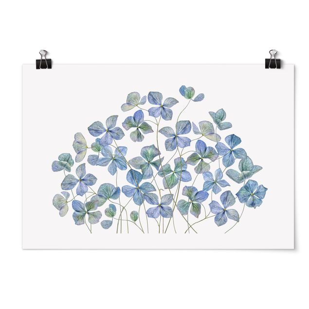 Wandbilder Blumen Blaue Hortensienblüten