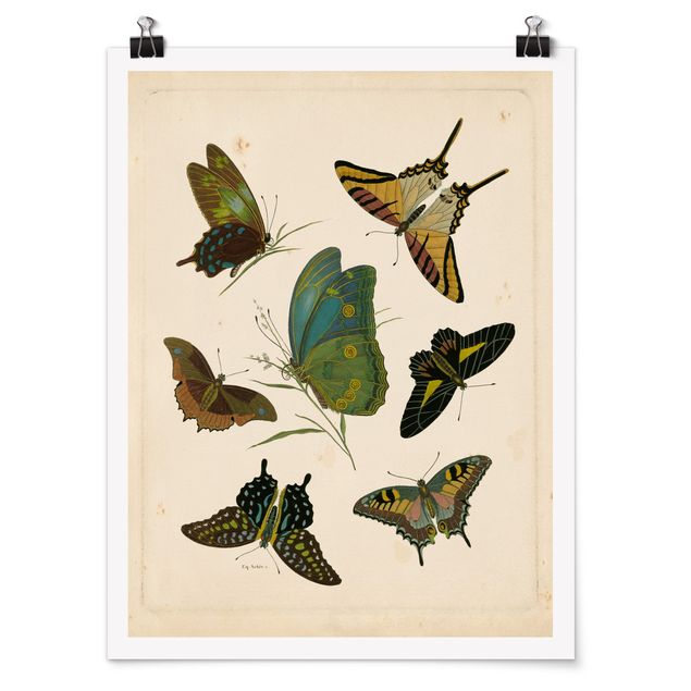 Tierposter Vintage Illustration Exotische Schmetterlinge