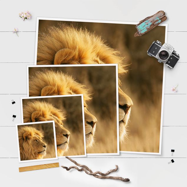 Bilder Löwenkönig