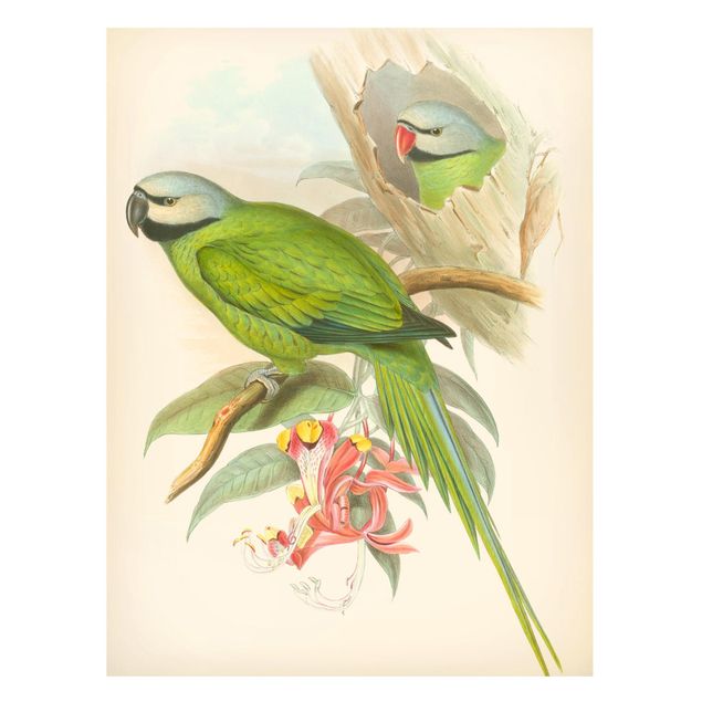 Magnettafeln Blumen Vintage Illustration Tropische Vögel II