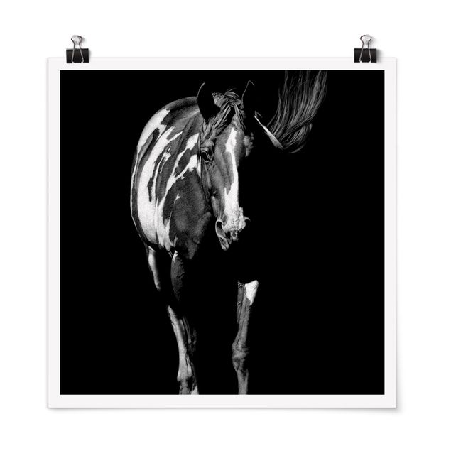 Poster schwarz-weiß Pferd vor Schwarz