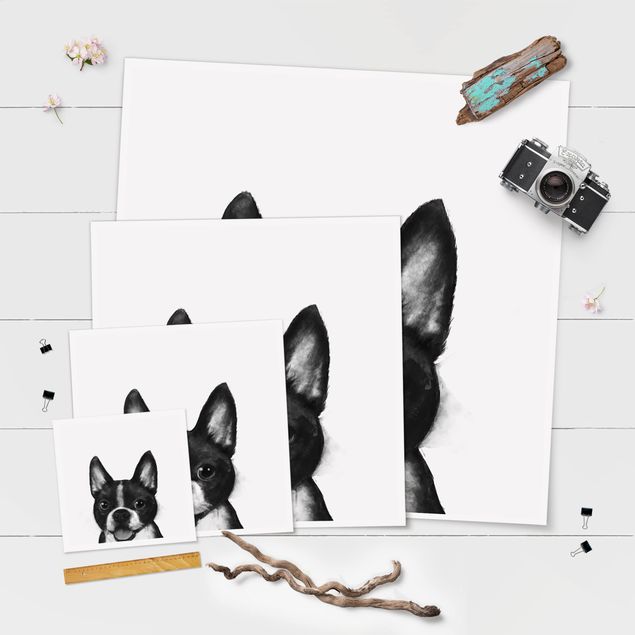 schöne Bilder Illustration Hund Boston Schwarz Weiß Malerei