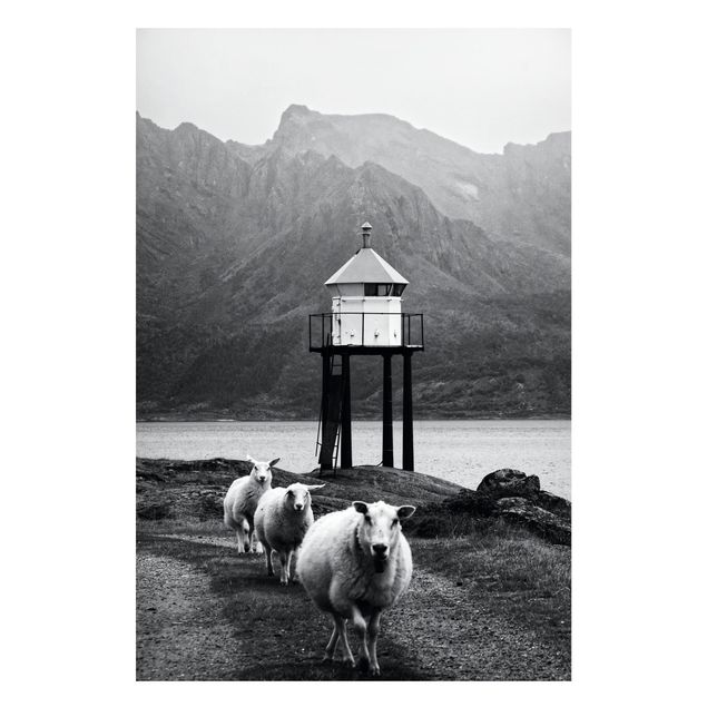 Magnettafel - Drei Schafe auf den Lofoten - Hochformat 2:3