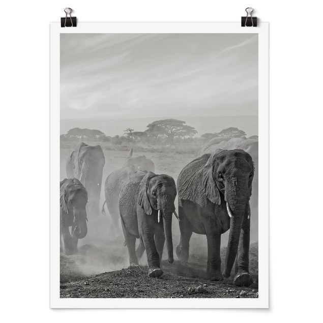 Poster schwarz-weiß Elefantenherde