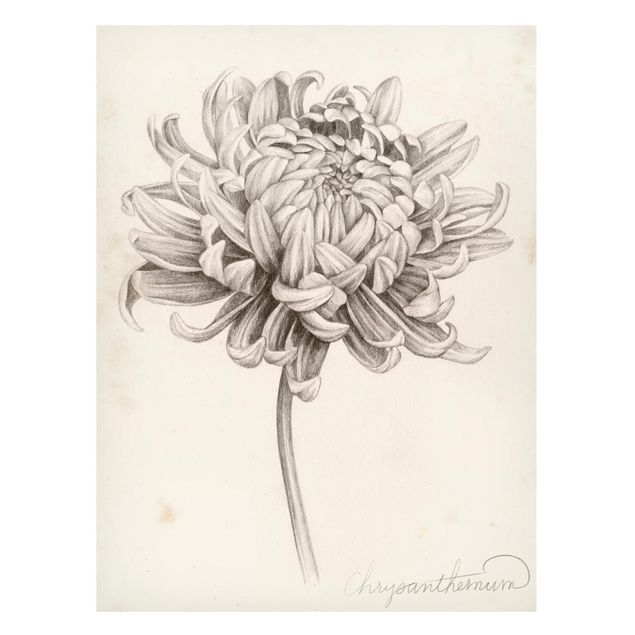 Magnettafeln Blumen Botanische Studie Chrysantheme I