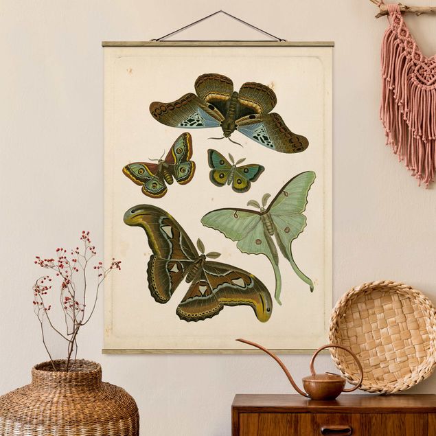 Küche Dekoration Vintage Illustration Exotische Schmetterlinge II