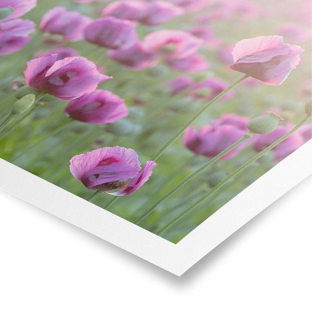 Wandbilder Floral Violette Schlafmohn Blumenwiese im Frühling