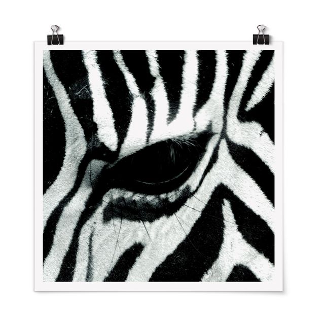 schwarz-weiß Poster Zebra Crossing
