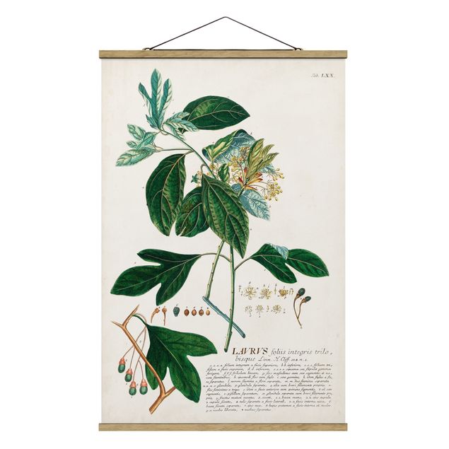 Wandbilder Blumen Vintage Botanik Illustration Lorbeer