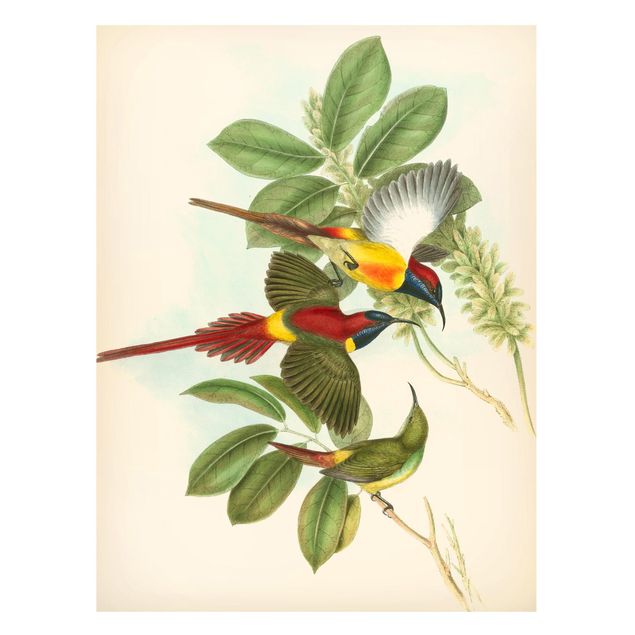 Magnettafeln Blumen Vintage Illustration Tropische Vögel III