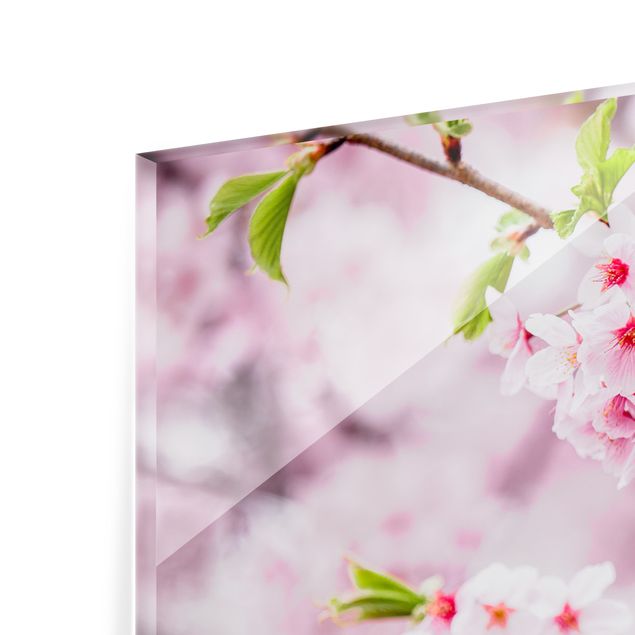 Spritzschutz Glas - Japanische Kirschblüten - Panorama 5:2