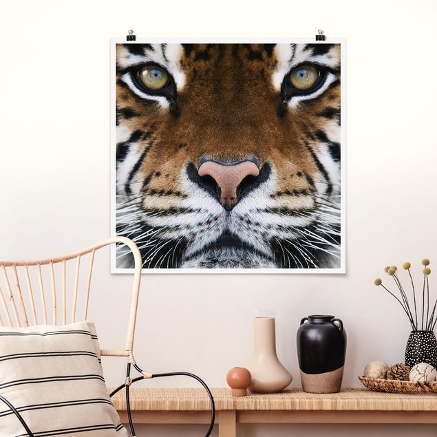 Wandbilder Tiger Tiger Eyes