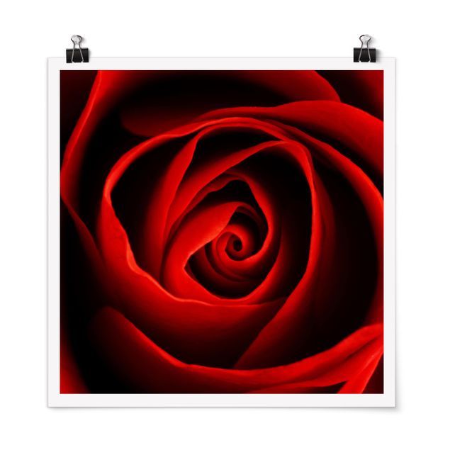 Wandbilder Floral Liebliche Rose