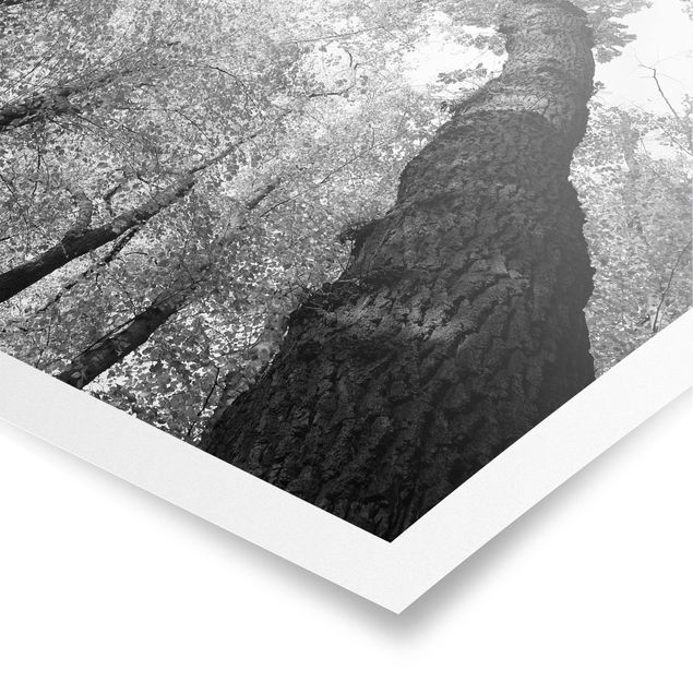 Poster Naturbilder Bäume des Lebens II