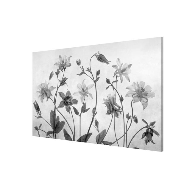 Wandbilder Floral Wald Akelei Schwarz-Weiß