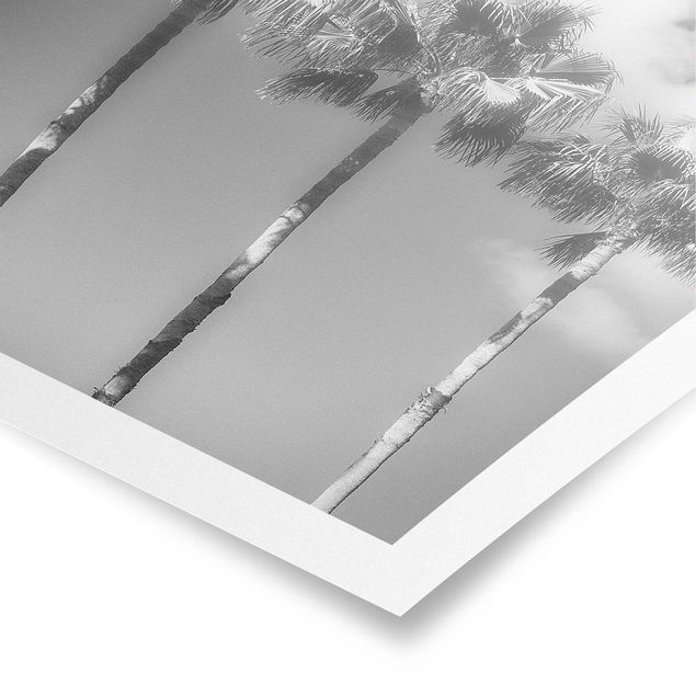 Poster Blumen Palmen vor Himmel Schwarz-Weiß