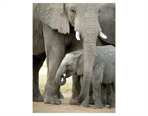 Fensterbilder Tiere Elefantenliebe