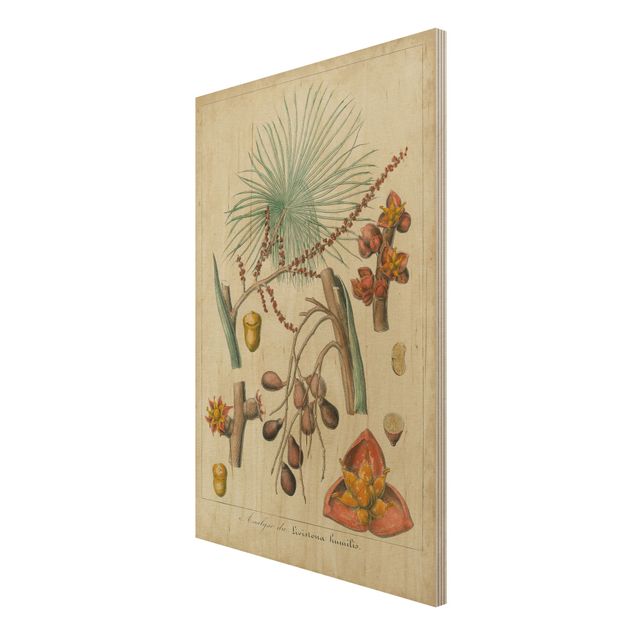 Wandbild Holz Vintage Vintage Lehrtafel Exotische Palmen III