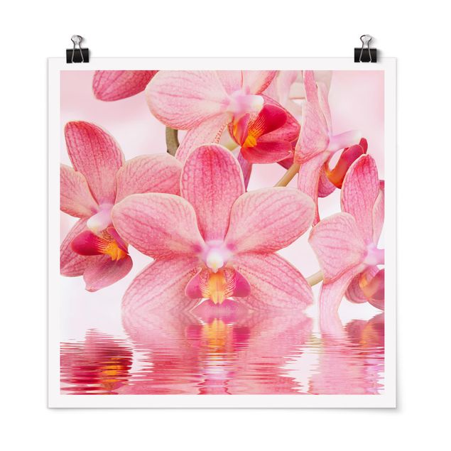 Poster mit Blumen Rosa Orchideen auf Wasser