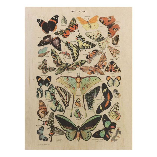 Holzbilder Vintage Vintage Lehrtafel Schmetterlinge und Falter