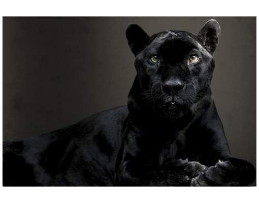 Fenstersticker Tiere Black Puma