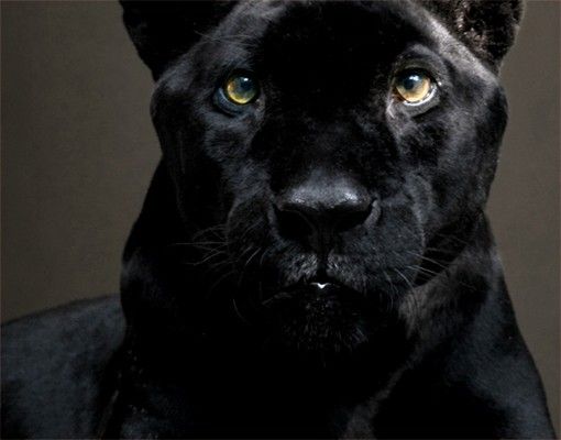 selbstklebende Klebefolie Black Puma