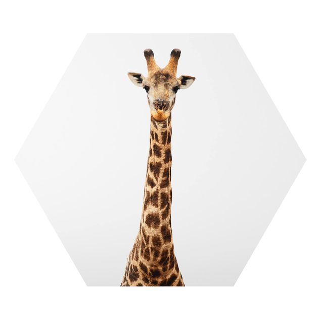 Bilder Giraffenkopf