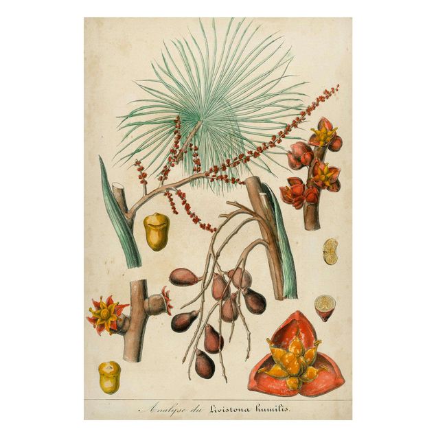 Magnettafeln Blumen Vintage Lehrtafel Exotische Palmen III