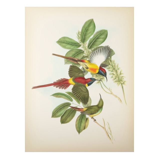 Wandbilder Floral Vintage Illustration Tropische Vögel III