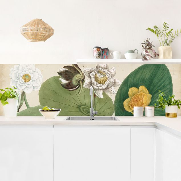 Küchenrückwände Blumen Vintage Illustration Weiße Wasserlilie