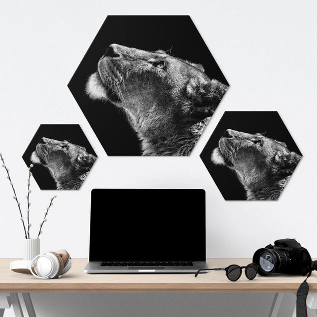 Hexagon Bild Alu-Dibond - Portrait einer Löwin