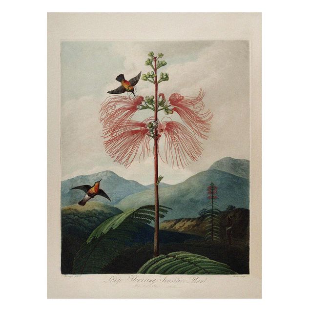 Magnettafeln Blumen Botanik Vintage Illustration Blüte und Kolibri