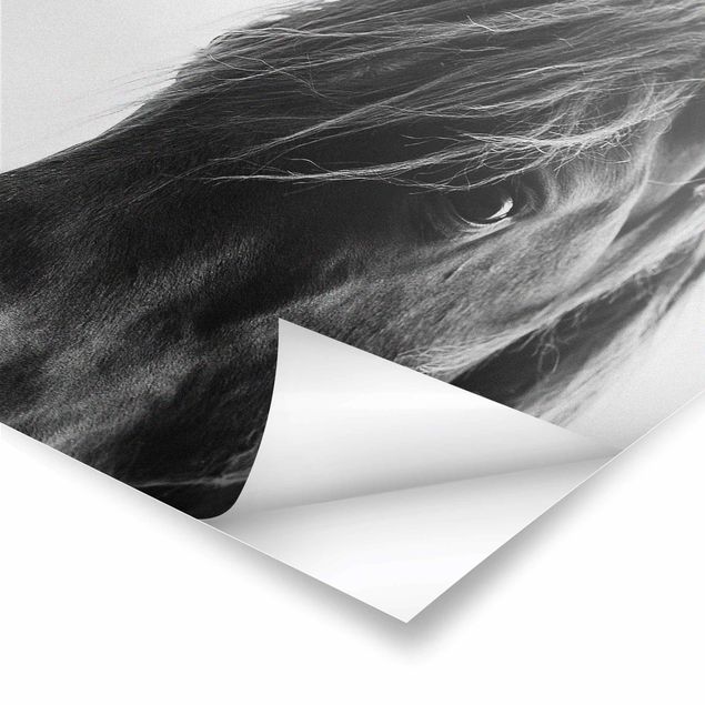 Kubistika Bilder Neugieriges Pferd