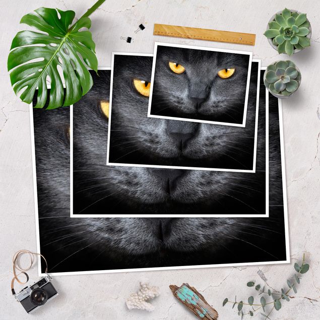 Poster kaufen Cats Gaze