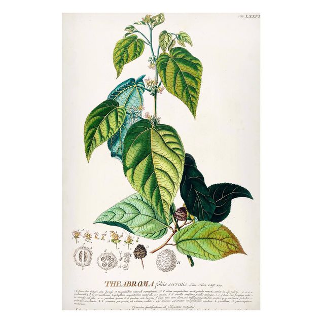 Magnettafeln Blumen Vintage Botanik Illustration Kakao