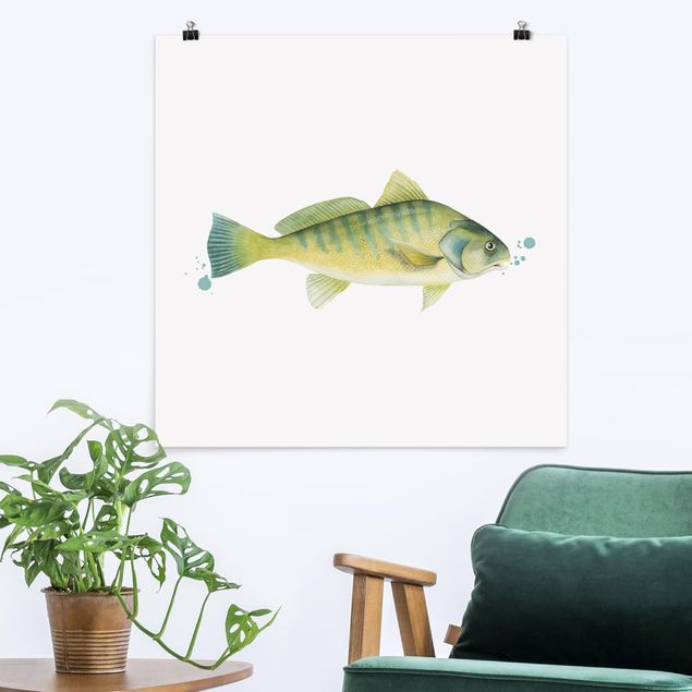Wandbilder Fische Farbfang - Flussbarsch