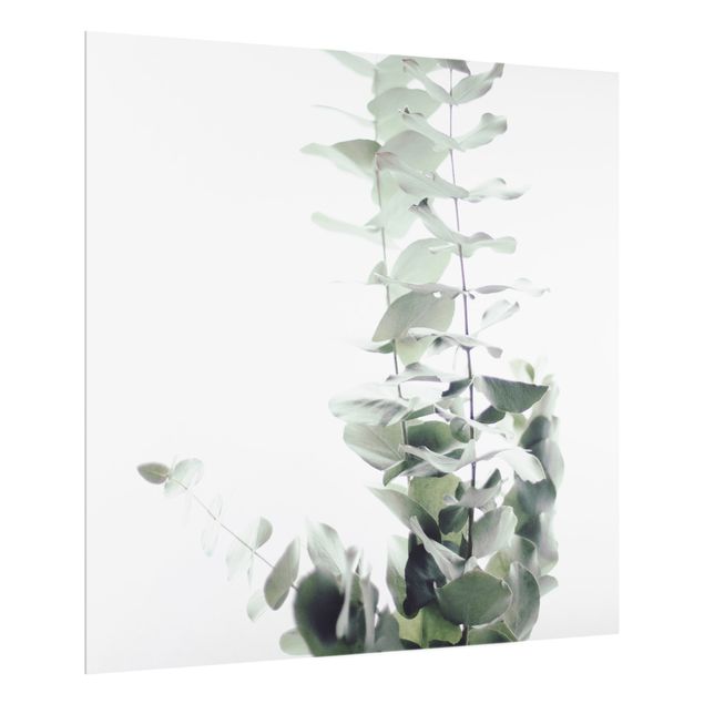 Glasrückwand Küche Eukalyptus im Weißen Licht