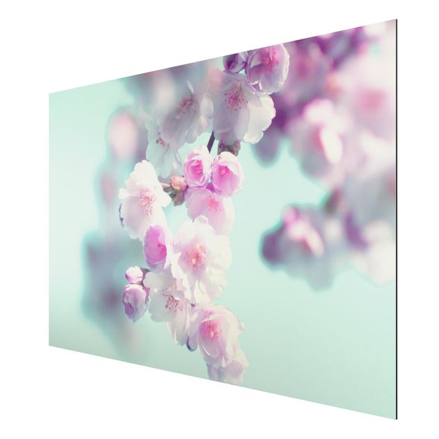 Wandbilder Blumen Farbenfrohe Kirschblüten