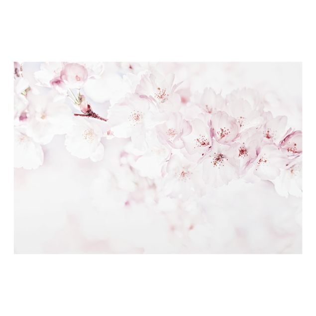 Monika Strigel Bilder Ein Kirschblütenhauch