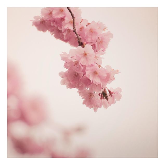 Wandbilder Floral Zartrosane Frühlingsblüte mit Bokeh