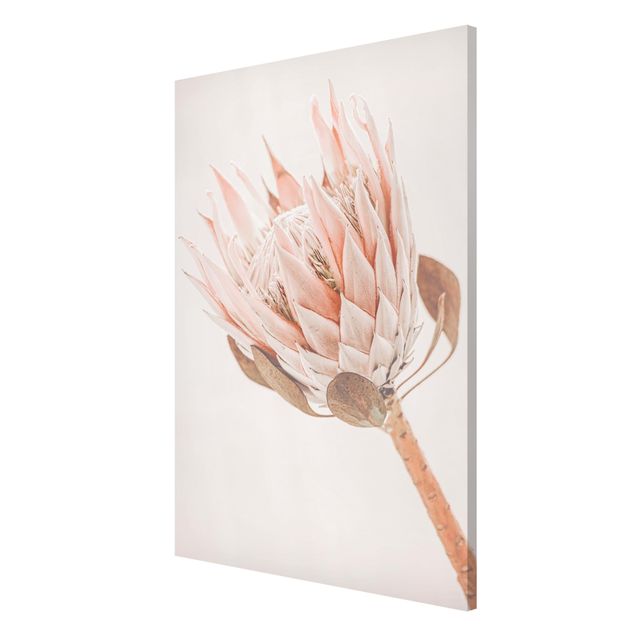 Wandbilder Floral Protea Königin der Blüten